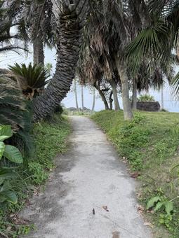 金ヶ浜への道 金ヶ浜への道の写真