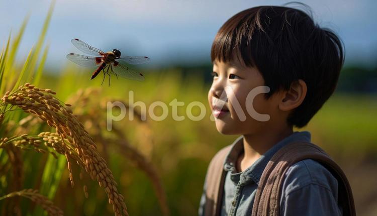 夏の終わり　稲穂の上を飛ぶ赤とんぼと子供 赤とんぼ,子供,夏休みの写真素材
