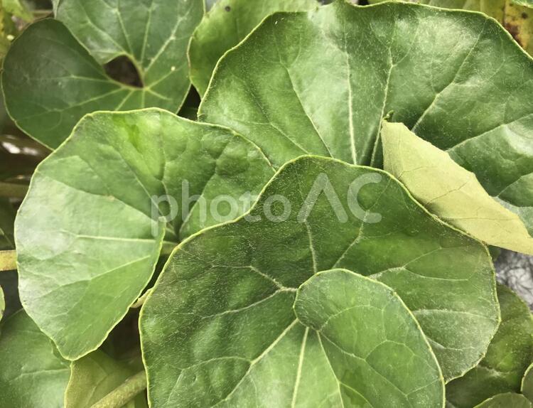 つわぶきの葉　少し遠目から 葉,植物,つわぶきの写真素材