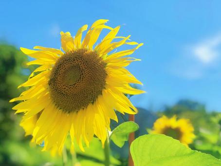 ひまわりの花 ひまわりの花の写真