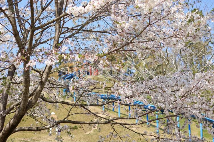 桜のある風景３ さくら,サクラ,桜の写真素材