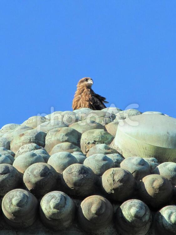 大仏の頭の上の鳥 大仏,鎌倉,頭の写真素材