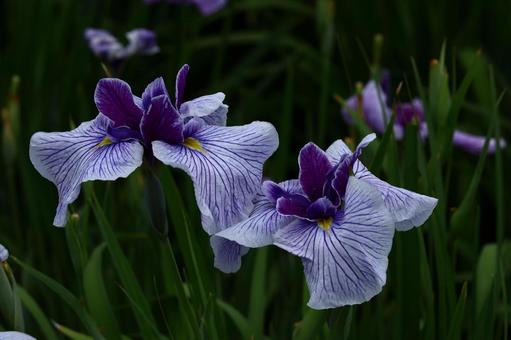 Blooming with dignity and elegance, JPG Blooming with dignity and elegance, JPG