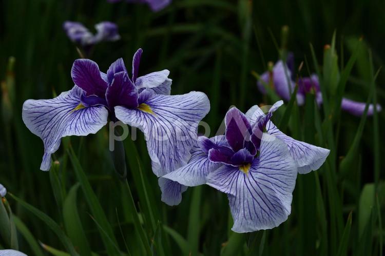 凛として優雅に咲く 花菖蒲,花,アヤメ科の植物の写真素材
