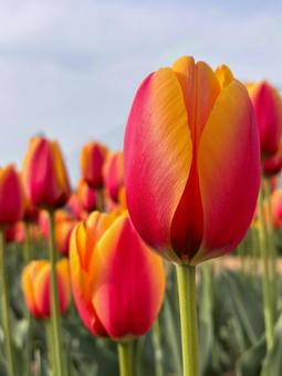 チューリップ チューリップ,赤,春の写真素材
