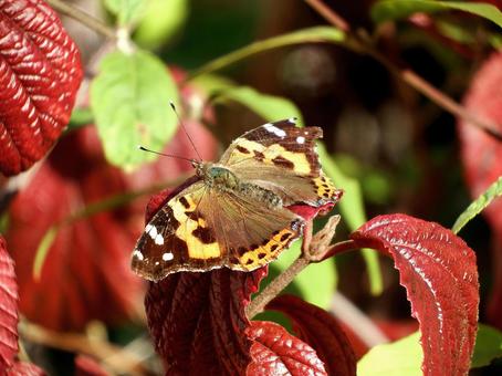 ガマズミの葉に留まるアカタテハ アカタテハ,蝶,ちょうちょの写真素材