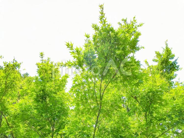 木　切り抜き 木,林,森の写真素材