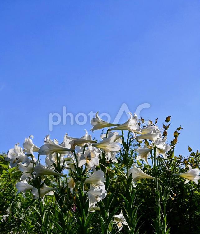 青空と白ユリ、夏の輝き ユリ,白い花,花の写真素材