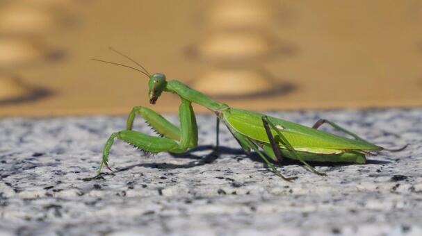 ハラビロカマキリ カマキリ,ハラビロカマキリ,昆虫の写真素材