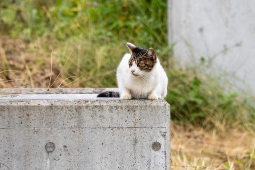 猫(249) 猫(249) 猫,食肉目,ネコ科の写真素材