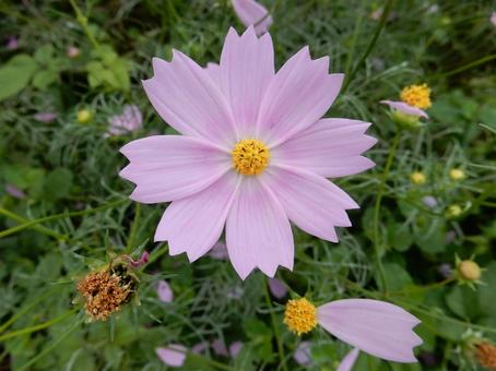 【花の写真】コスモス（秋桜）の写真