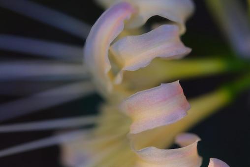 秋の訪れ彼岸花 秋の訪れ彼岸花の写真