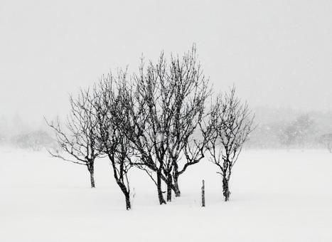 稚内の雪嵐に立つ静寂の樹々 吹雪,雪,雪原の写真素材