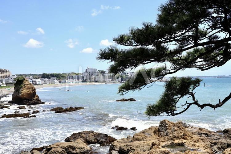 松のある風景 松,海辺,海岸の写真素材