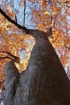 <秋のイメージ>紅葉 <秋のイメージ>紅葉 紅葉,秋のイメージ,秋の風景の写真素材