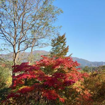 紅葉 紅葉,秋の空,空の写真素材