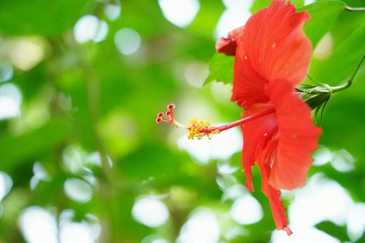 鮮やかな赤いハイビスカスの花 鮮やかな赤いハイビスカスの花の写真