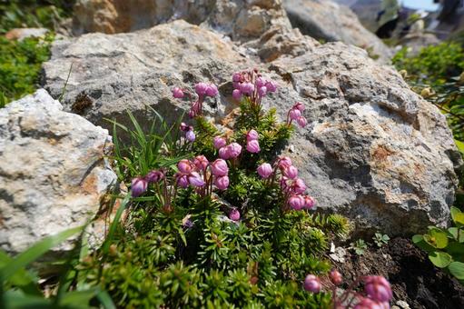 エゾノツガザクラ(高山植物) エゾノツガザクラ(高山植物) エゾノツガザクラ,高山植物,花の写真素材