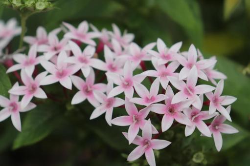 ペンタス ペンタス ペンタス,秋,秋の花の写真素材