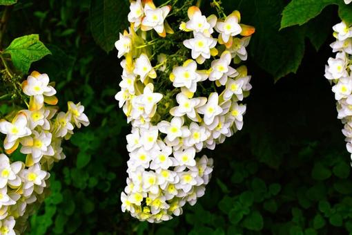 柏葉紫陽花 アジサイ,6月,自然の写真素材
