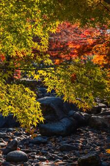 秋のグラデーション苔むす岩とモミジの枝 紅葉,モミジ,カエデの写真素材