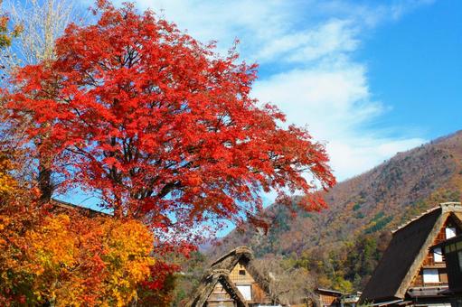 秋の白川郷 紅葉の合掌造り集落 秋の白川郷 紅葉の合掌造り集落 白川郷,合掌造り,集落の写真素材