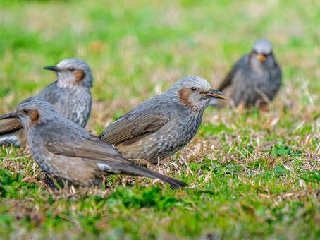 地面を歩くヒヨドリ・野鳥 地面を歩くヒヨドリ・野鳥 ヒヨドリ,野鳥,鳥の写真素材