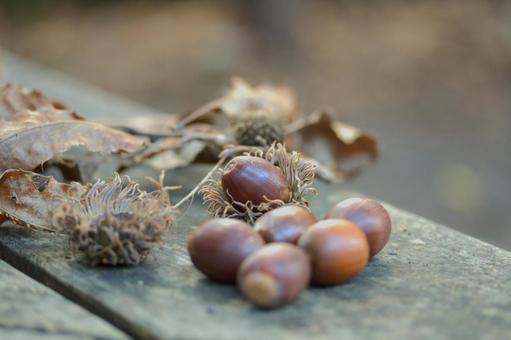 ドングリ どんぐり,秋,実の写真素材