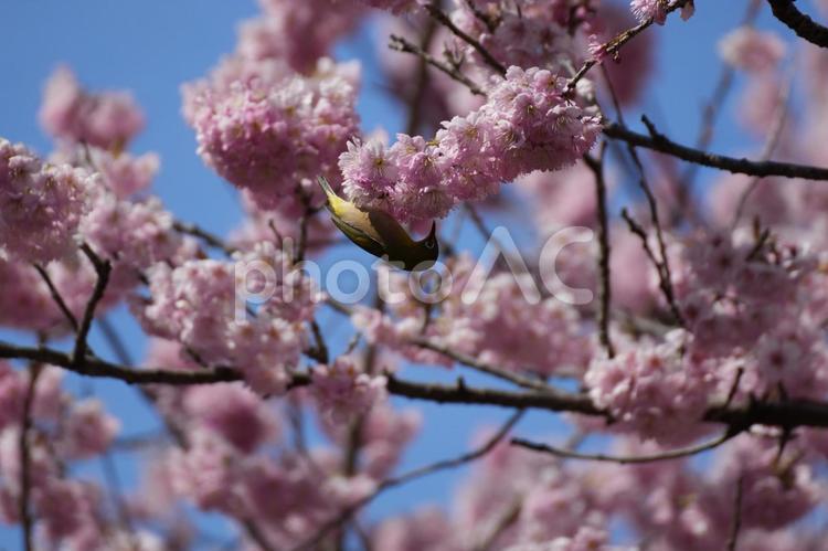 椿寒桜とメジロ 椿寒桜,メジロ,春の花の写真素材