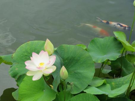 蓮(舞妃蓮)と２匹の色鯉(赤白とマダラ)の写真