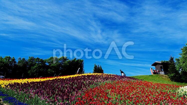 滝野すずらん公園のお花畑 チューリップ,滝野すずらん,チューリップ畑の写真素材