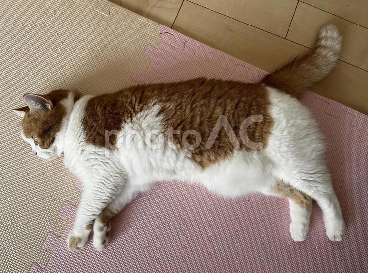 ごろごろする猫 猫,スコティッシュフォールド,かわいいの写真素材