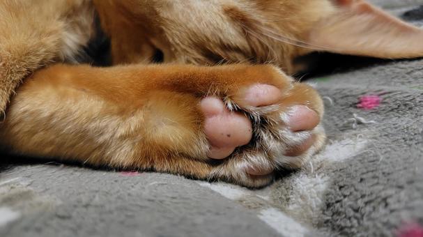 茶トラの肉球 猫,茶トラ,catの写真素材