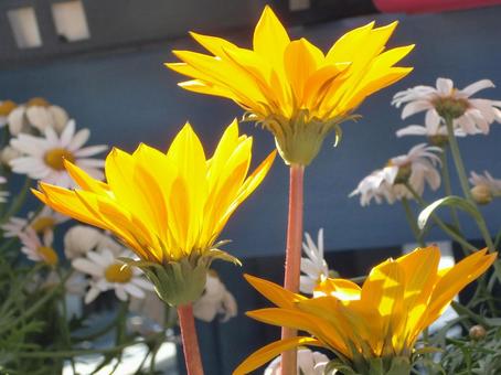 ガザニア-5 ガザニア,花びら,黄色の写真素材