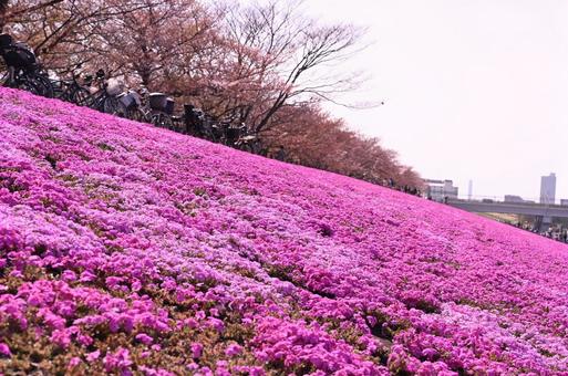 芝桜 芝桜の写真