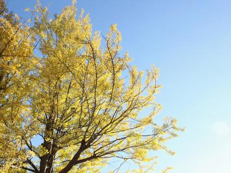 Photo, ginkgo, ginkgo biloba, blue sky, 