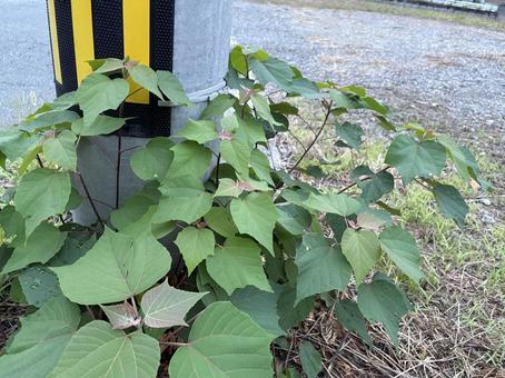 電柱の足元に広がる葉 電柱の足元に広がる葉の写真