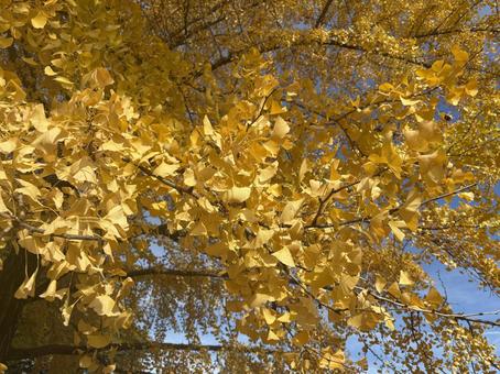 黄色く色づいた銀杏の葉　イチョウ　紅葉 イチョウ,銀杏,紅葉の写真素材