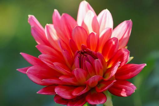 １０月中旬の仏生山公園の陽の当たるダリア ダリア,花,植物の写真素材