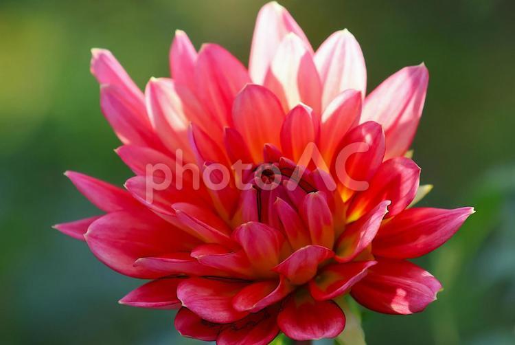 １０月中旬の仏生山公園の陽の当たるダリア ダリア,花,植物の写真素材