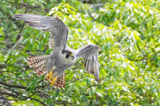 Photo, hayabusa, falcon, jump, 