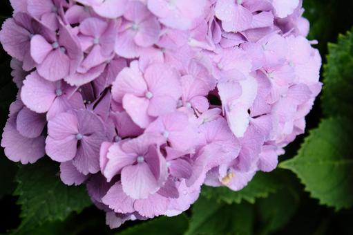 紫陽花のアップ 紫陽花,アジサイ,あじさいの写真素材
