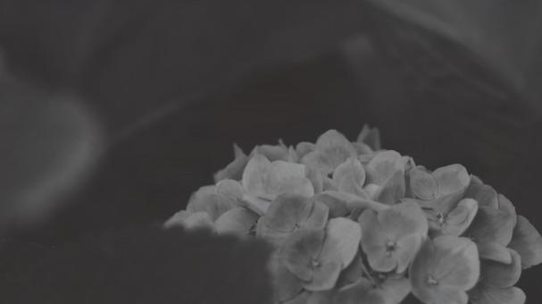 紫陽花 [白黒/淡]版 縦横16:9 白黒,モノクロ,グレースケールの写真素材