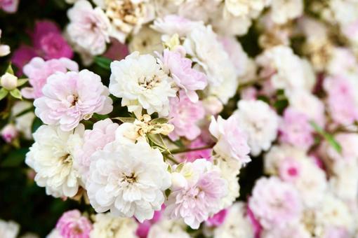 薔薇 薔薇の写真