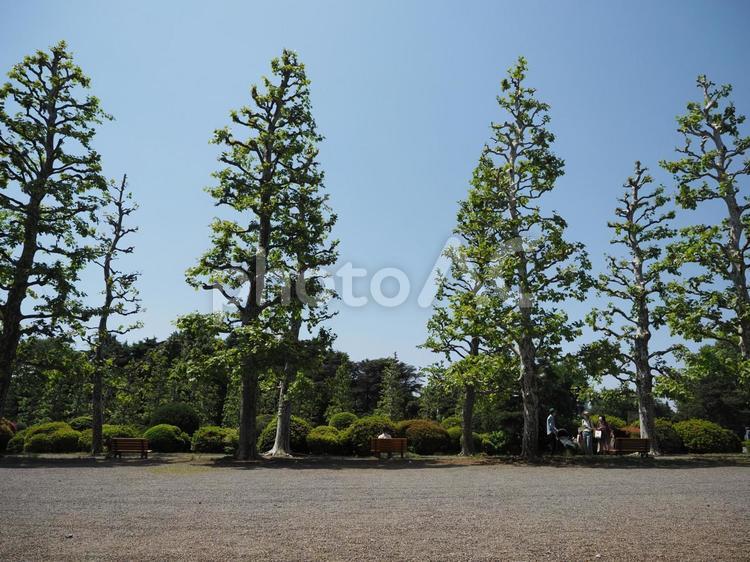 緑の広場　春・夏のイメージ 憩い,ベンチ,木陰の写真素材