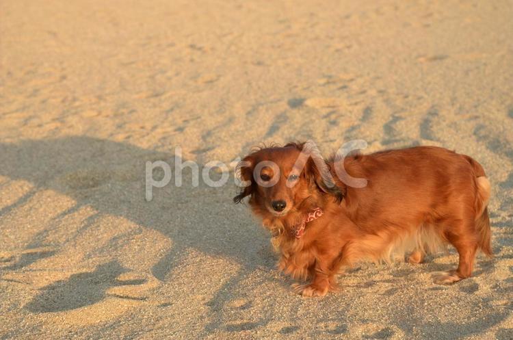 浜辺と犬 砂,浜,犬の写真素材