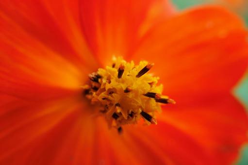 Close-up of yellow cosmos, JPG