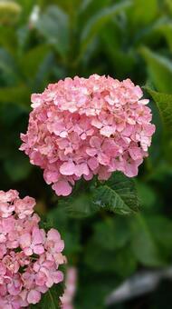 ピンクの紫陽花 ピンクの紫陽花の写真