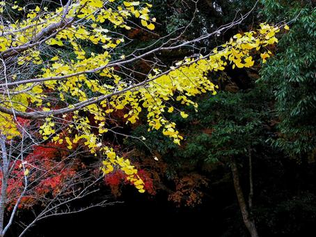 日本の紅葉 日本の紅葉 こうよう,銀杏,いちょうの写真素材