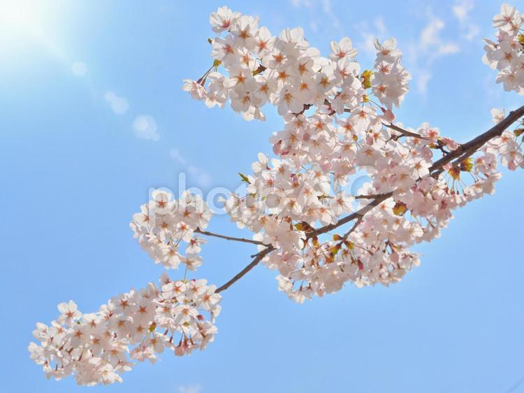 桜と青空2 さくら,花,ソメイヨシノの写真素材